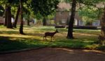 Roe Deer