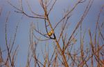 Blue Tit