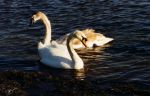 Swans