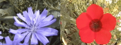 Stunning image - flowers