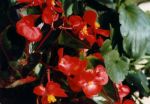 Begonia