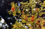Mountain Ash