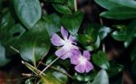 Periwinkle