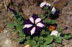 Petunia